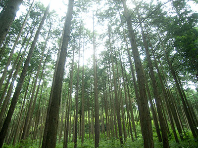 栃木県の百年の桧の森