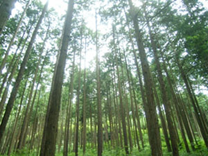 栃木の百年の桧の森