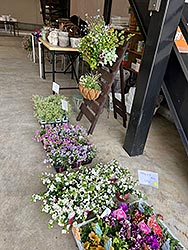 花苗、野菜苗の朝市の様子