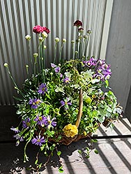 花苗、野菜苗の朝市の様子