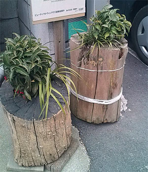 植物を植えた切り株