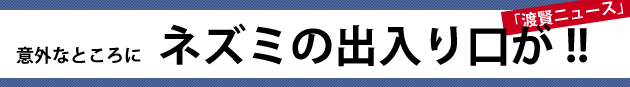 意外なところにネズミの出入り口が!!～渡賢ニュース