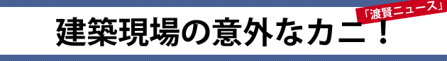 建築現場の意外なカニ！～渡賢ニュース